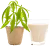 حليب القنب غير المحلى