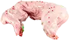 أرنب كامل