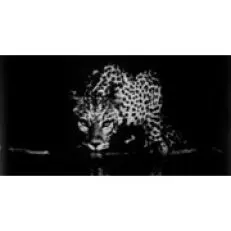 مجموعة تايتينجر تايتينجر من سيباستياو سالغادو