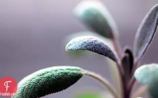 القرنبيط المحمص مع الثوم والمريمية الأرجواني