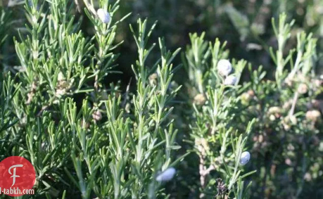 الفرنسية في ومضة: لحم الضأن وإكليل الجبل بروشيتس مع المشمش كر